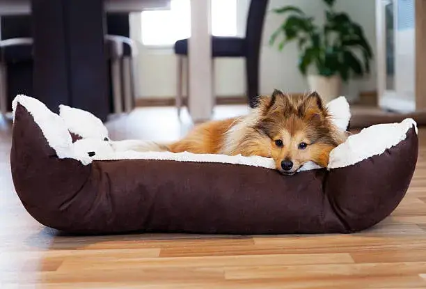 is it ok to move a dog's bed around