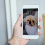 Should I Facetime My Dog While On Vacation?