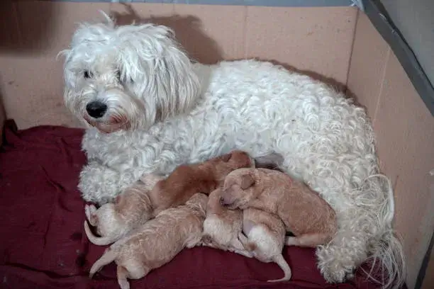 should newborn puppies sleep with mom
