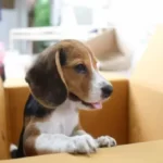 What Happens If A Puppy Leaves Its Mom Too Early?