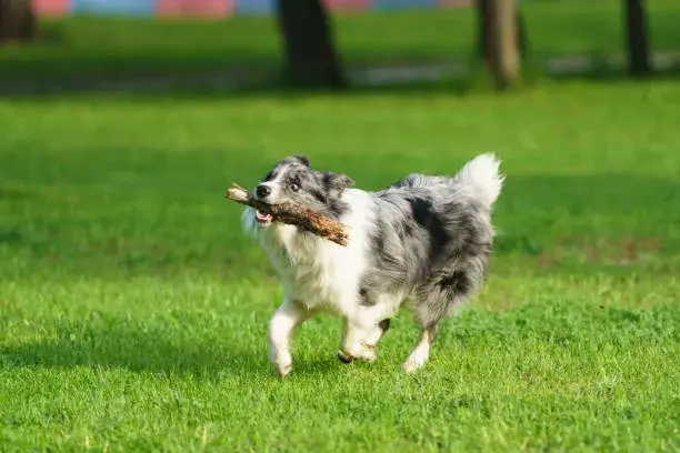 what is goose stepping in dogs