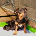 When Can A Mother Dog Stop Sleeping With Her Puppies?