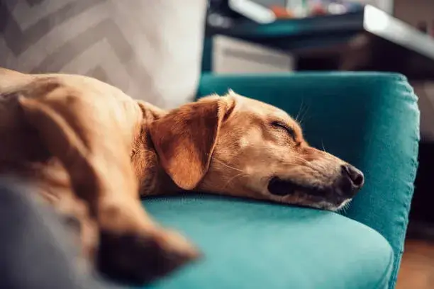 where should rescue dogs sleep first