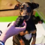 Why Do Dogs Eat Their Puppies If You Touch Them?