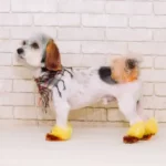 Why Do Dogs Walk Close To Walls?