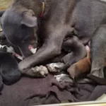 Why Does My Dog Keep Leaving Her Puppies?
