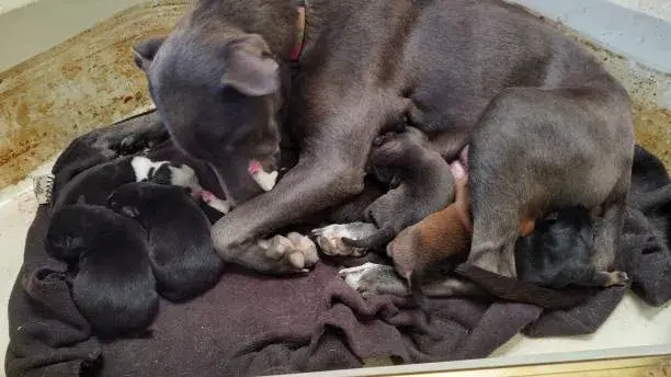 why does my dog keep leaving her puppies