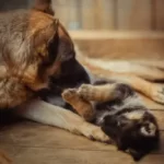 Why Is My Dog Trying To Bite Her Puppies?