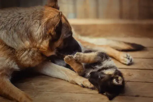 why is my dog trying to bite her puppies