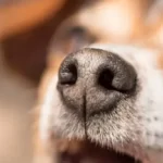 can i flush my dogs nose