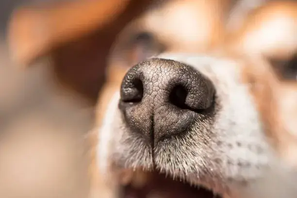 can i flush my dogs nose