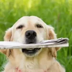 Can I Hit My Dog With A Newspaper?