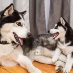 Do Dad Dogs Love Their Puppies?