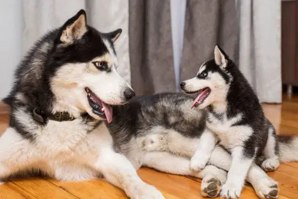 do dad dogs love their puppies