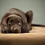 Do Dogs Know You Accidentally Hit Him?
