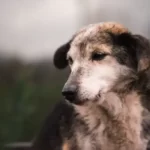 Do Dogs Understand When They Are Punished?