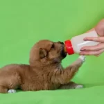 How Do You Get Milk Out Of A Puppy's Lungs?