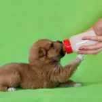 how do you get milk out of a puppy's lungs