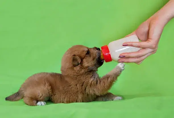 how do you get milk out of a puppy's lungs