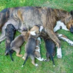 Is It Normal For Puppies To Nurse On Each Other?