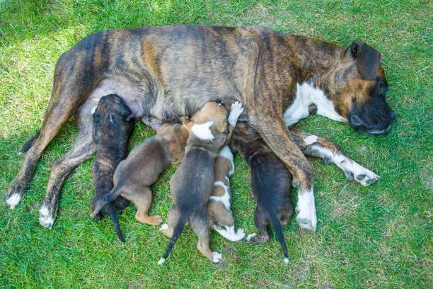 is it normal for puppies to nurse on each other