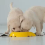 Should You Feed Puppies In The Middle Of The Night?