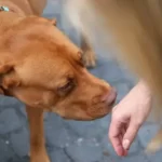 should you let a dog sniff your hand before petting