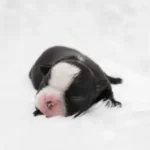 What Do I Do If My Newborn Puppy Is Inhaled Milk?