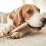 When Should You Throw A Dog's Bone Away?