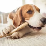 when should you throw a dog's bone away