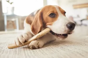 when should you throw a dog's bone away