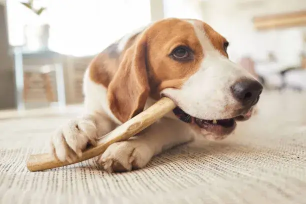 when should you throw a dog's bone away