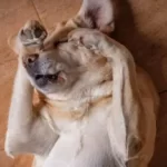 Why Do Dogs Lick Their Paws Then Rub Their Eyes?