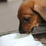 Why Does My Puppy Have Milk Coming Out Of Her Nose?