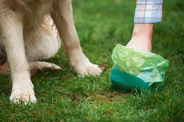 why don't people clean up after their dogs