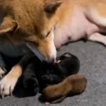 Why Is My Dog Hiding Her Puppies?
