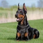 Can A Doberman Beat A Coyote?