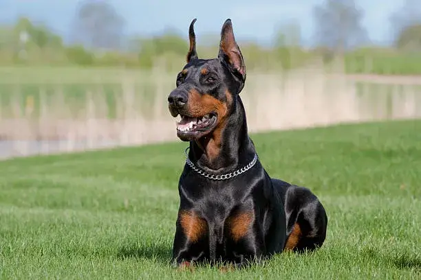 Can A Doberman Beat A Coyote