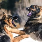 Can A Dog Win Against A Coyote?