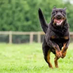Can A Rottweiler Kill A Coyote?