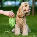 Can Coyote Poop Make Dogs Sick?