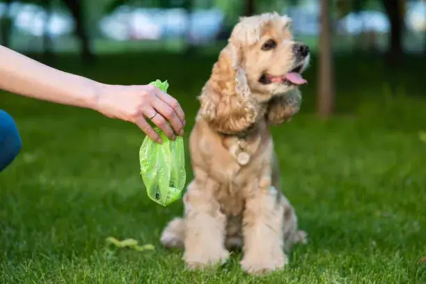 Can Coyote Poop Make Dogs Sick