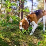Can Dogs Smell Coyotes?