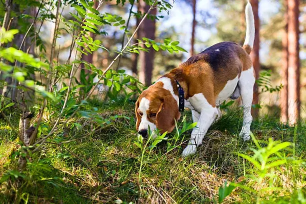 Can Dogs Smell Coyotes