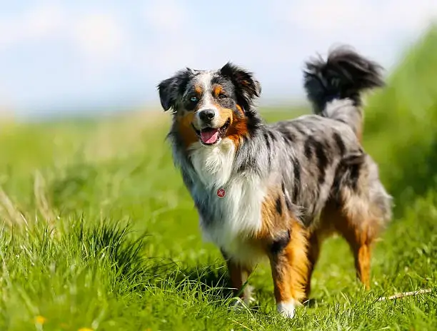 Do Australian Shepherds Keep Coyotes Away