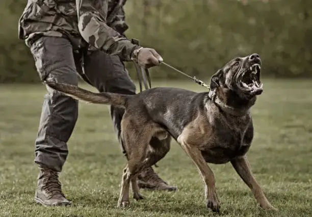 Do Barking Dogs Keep Coyotes Away