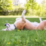 Do Coyotes Eat The Dogs They Kill?