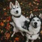 Do Coyotes Ever Befriend Dogs?