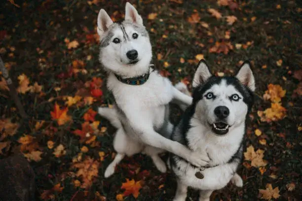 Do Coyotes Ever Befriend Dogs