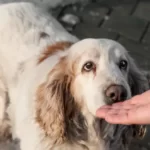 Do Coyotes Lure Dogs To Attack Them?
